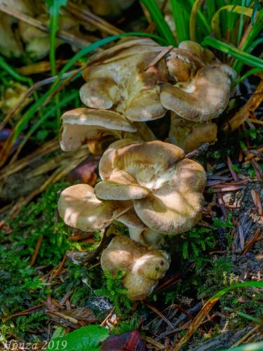 krásnopórovec zelenohnedý / krásnopórka hřebenitá
