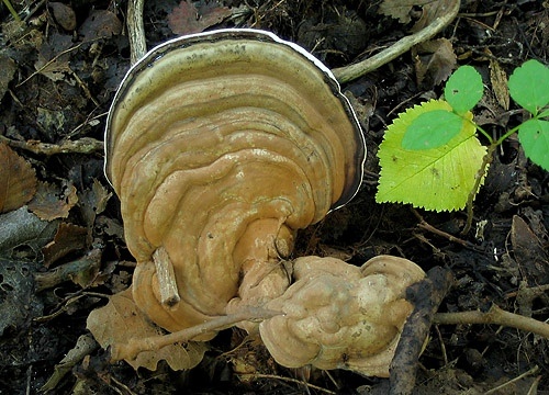 lesklokôrovka plochá / lesklokorka ploská