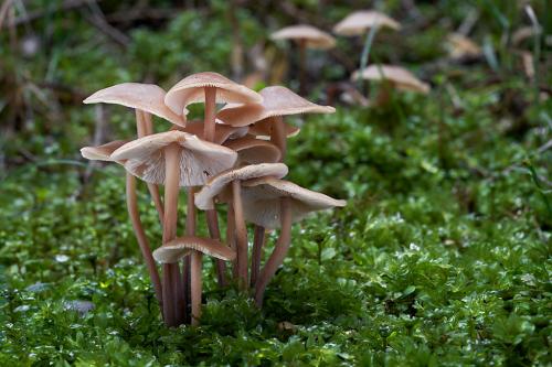 peniazovka nakopená