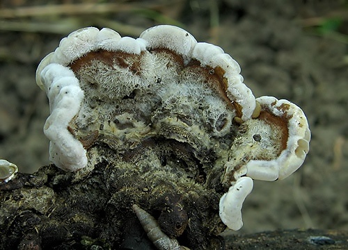 uchovka pásikavá / boltcovitka mozkovitá