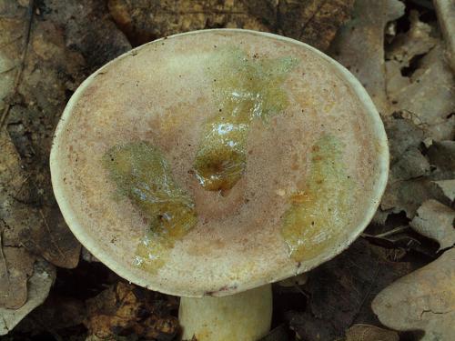 rýdzik škvrnitý / ryzec citlivý