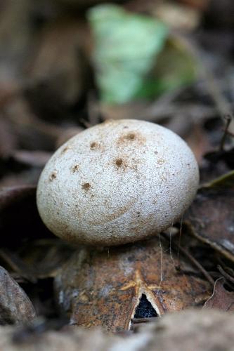 mnohokrčka dierkovaná