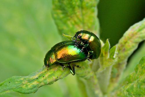 Crysolina sp.