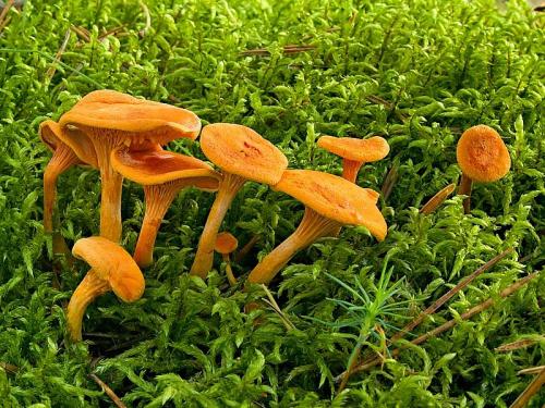 líška oranžová / lištička pomerančová