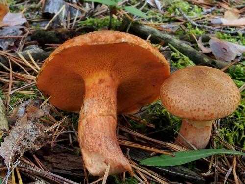 masliak tridentský / klouzek tridentský