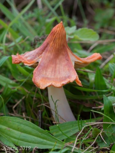 lúčnica ružovočervená / voskovka příjemná