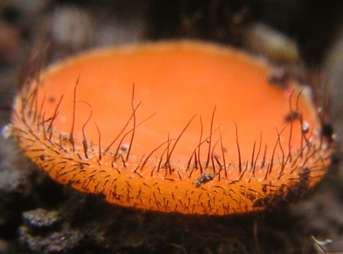 štítovnička / kosmatka