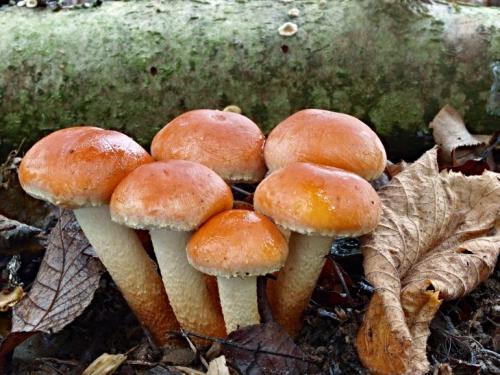 strapcovka tehlovočervená / třepenitka cihlová