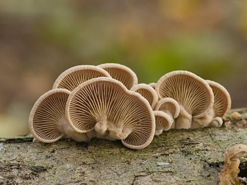 pňovka obyčajná / pařezník obecný