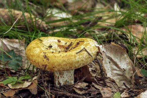 rýdzik rapavý / ryzec ďubkovaný