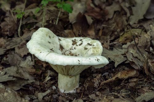 rýdzik plstnatý / ryzec plstnatý