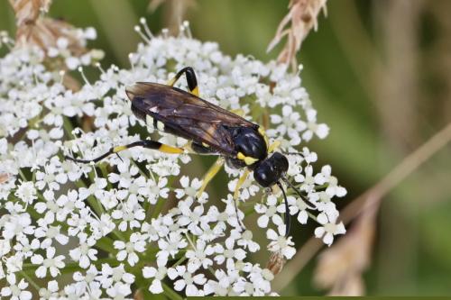 Tenthredo sp.