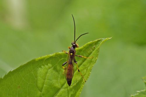 Ichneumoninae sp.
