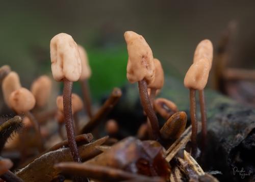 čiapočka ihličková / čapulka