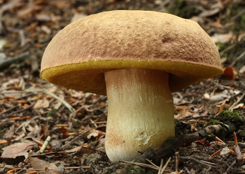 hríb sosnový / hřib borový