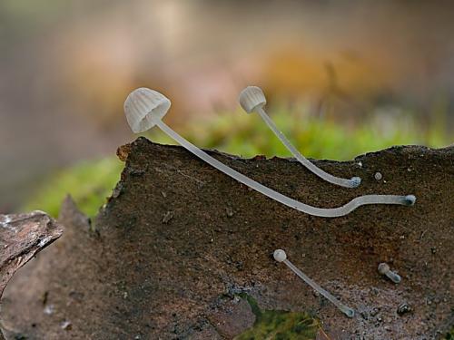 prilbička modrokorienkastá / helmovka modrokořenná