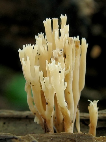 korunovec svietnikovitý / korunokyjka svícnovitá