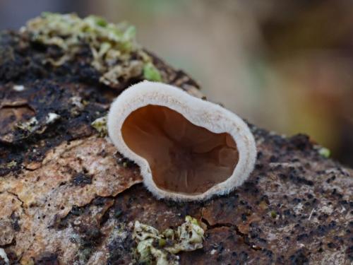 škľabka plstnatá / mušlovka plstnatá