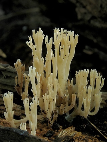 korunovec svietnikovitý / korunokyjka svícnovitá