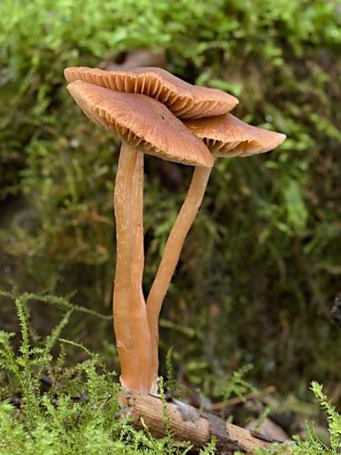 smeťovka zimná / kržatka Romagnesiho