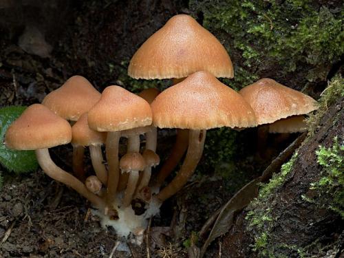 smeťovka zimná / kržatka Romagnesiho