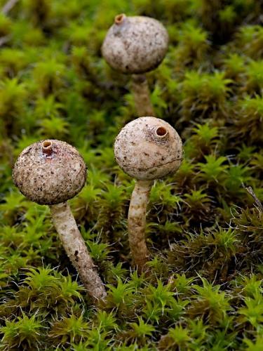 stopkovec zimný / palečka zimní