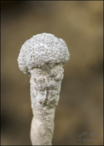 žezlovka / housenice střevlíková