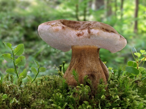 podhríb žlčový / hřib žlučník