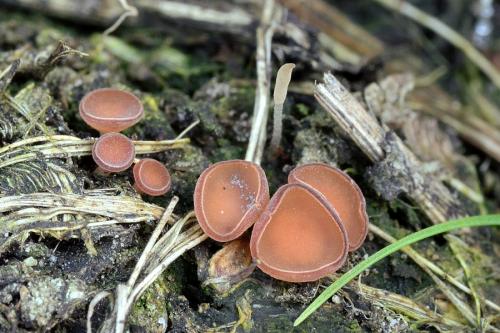 hľuznatka ďatelinová / hlízenka jetelová