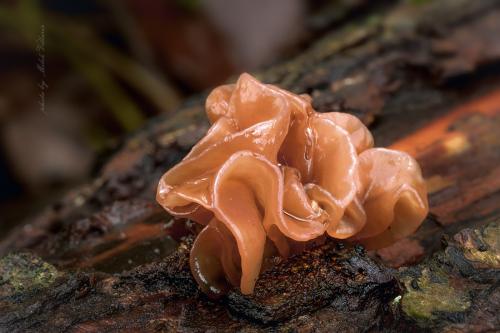 rôsolovka lupeňovitá / rosolovka listovitá