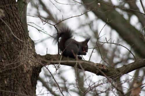 veverica stromová