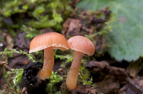 smeťovka zimná / kržatka Romagnesiho