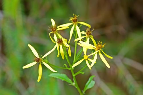 Starček bližšie neurčený