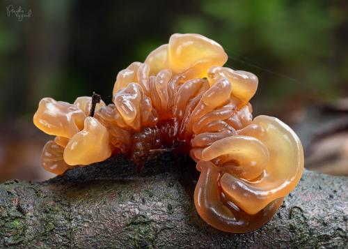 rôsolovka lupeňovitá / rosolovka listovitá