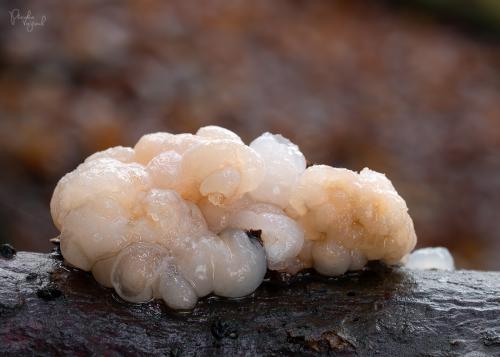 rôsolovka priesvitná / rosolovka průsvitná