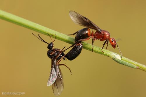 Formicidae