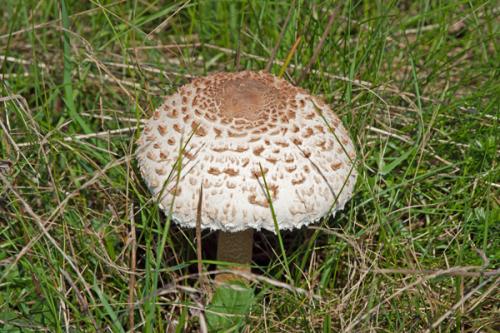 bedľa vysoká / bedla vysoká