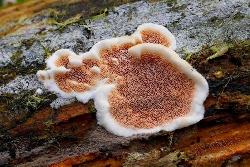 slizopórovka dvojfarebná