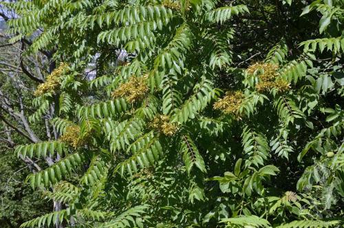 pajaseň žliazkatý