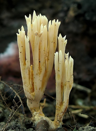 strapačka vzpriamená / kuřátka přímá