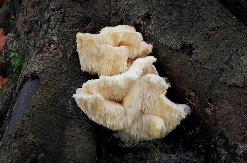 ježovec trúdnikovitý / ježatec různozubý