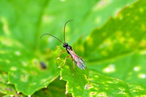 Spathius sp.