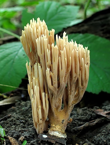 strapačka vzpriamená / kuřátka přímá