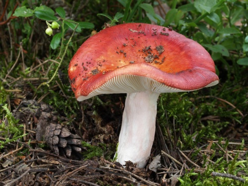plávka jahodovočervená / holubinka jahodová
