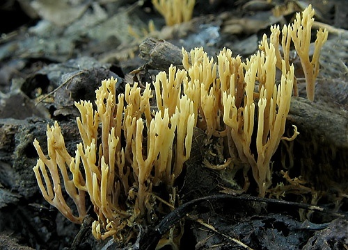 strapačka (bližšie neurčená)