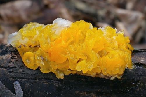 rôsolovka zlatožltá / rosolovka mozkovitá