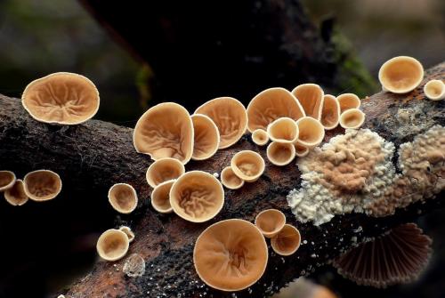 škľabka plstnatá / mušlovka plstnatá