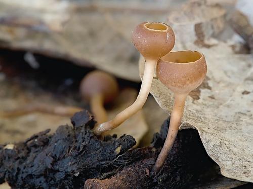 jahňadka / jehnědka jívová