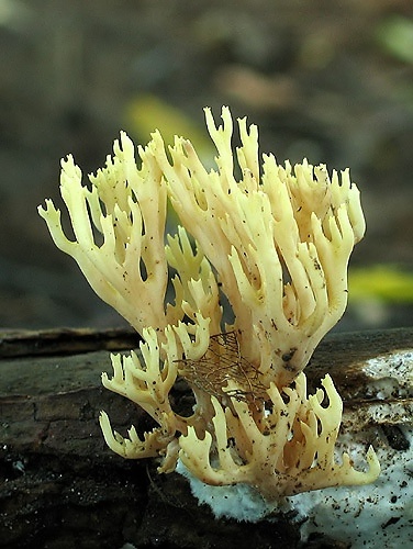 strapačka vzpriamená / kuřátka přímá