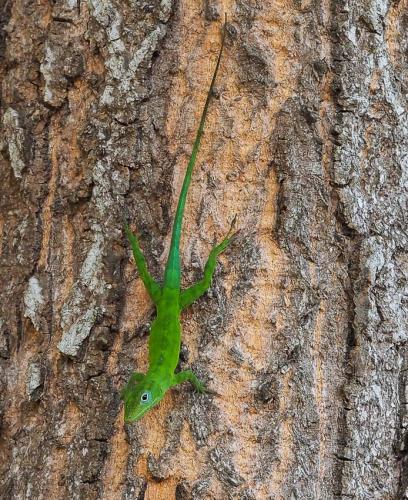 Anolis sp.